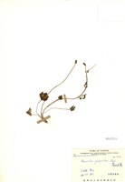 藏品(高山毛莨(檜林毛莨))的圖片